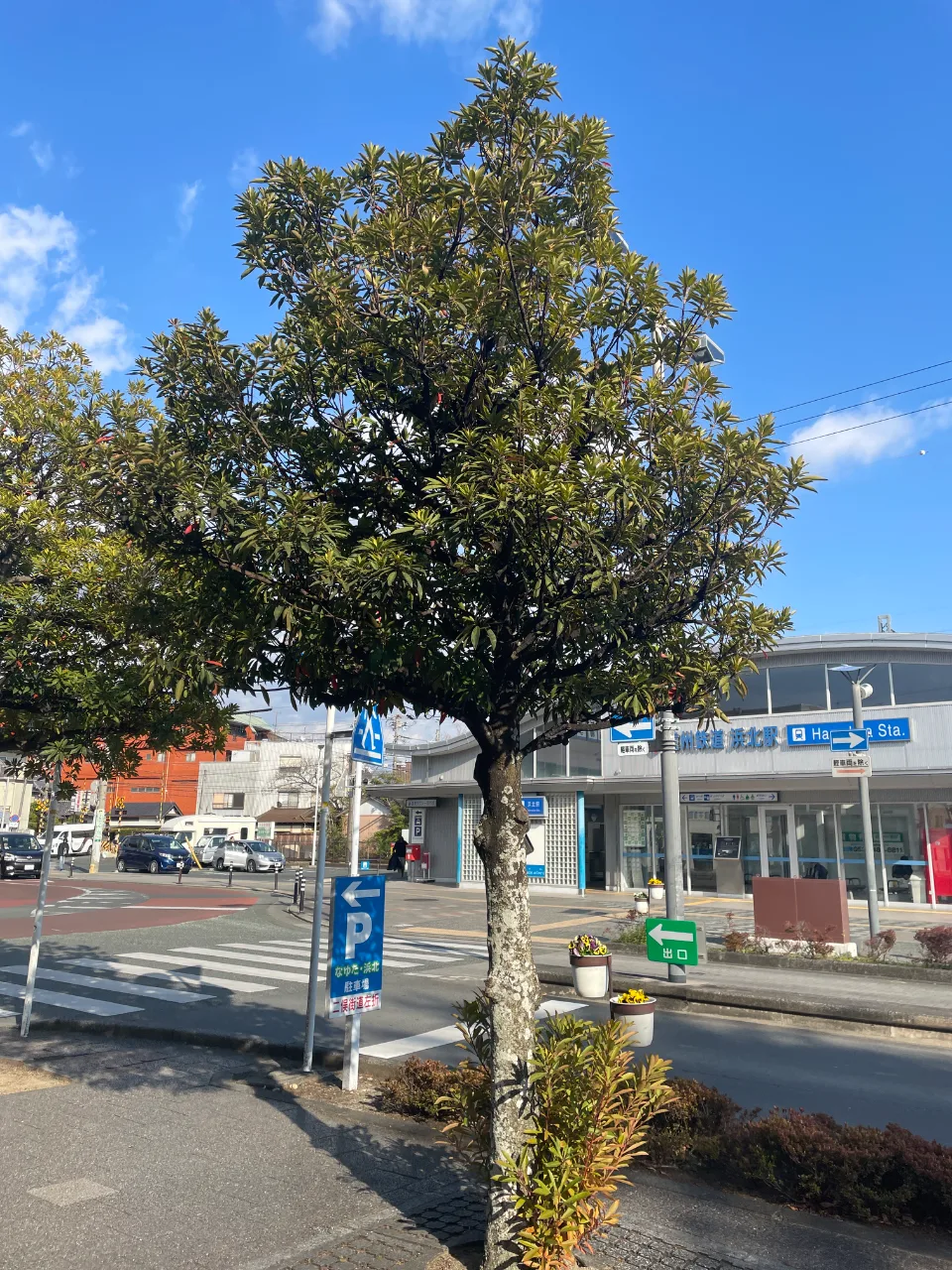 タブノキ