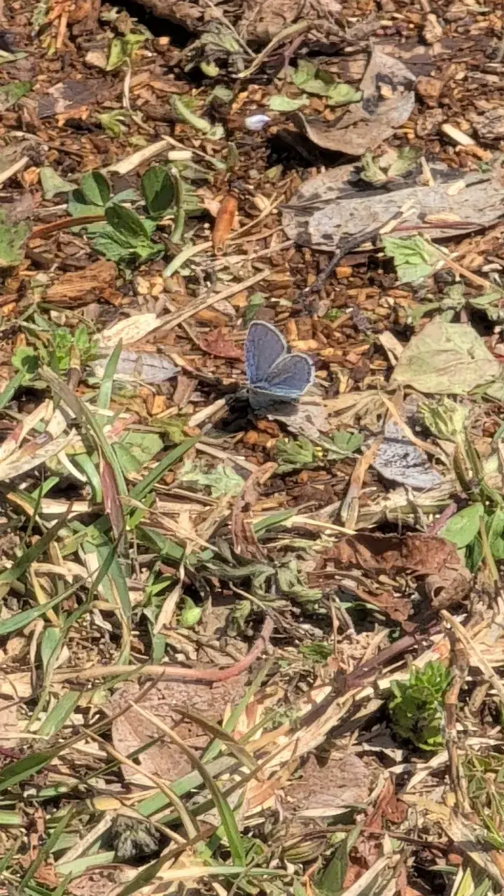 ツバメシジミ属