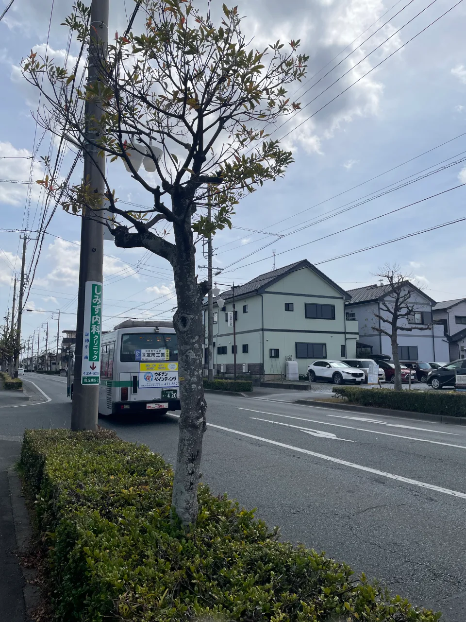 タブノキ属