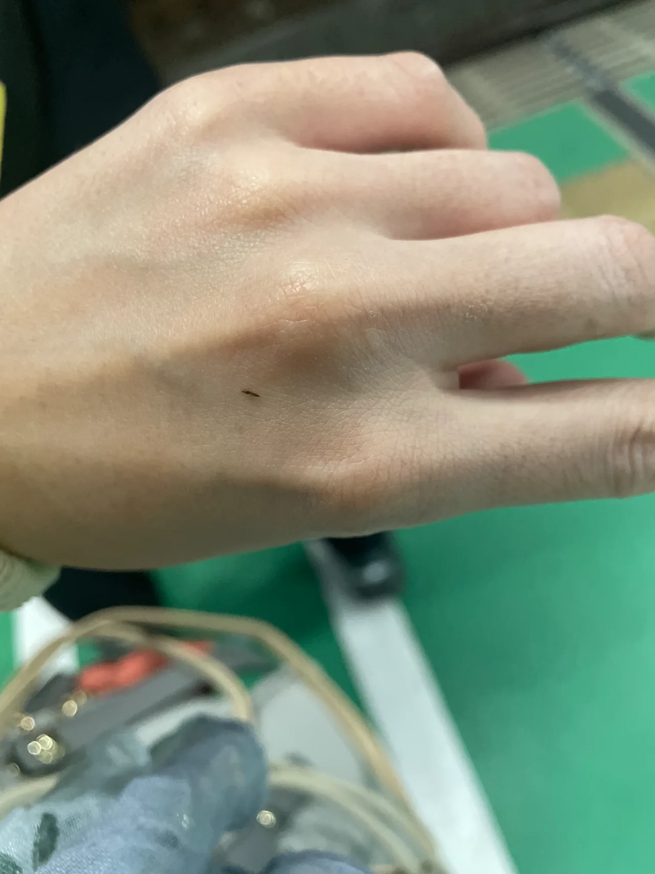 ナガカメムシ科