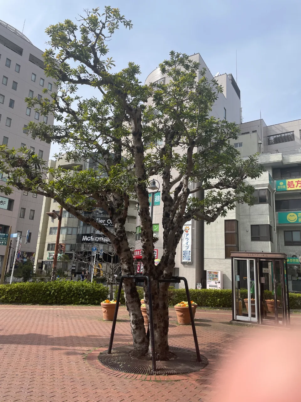 タブノキ属