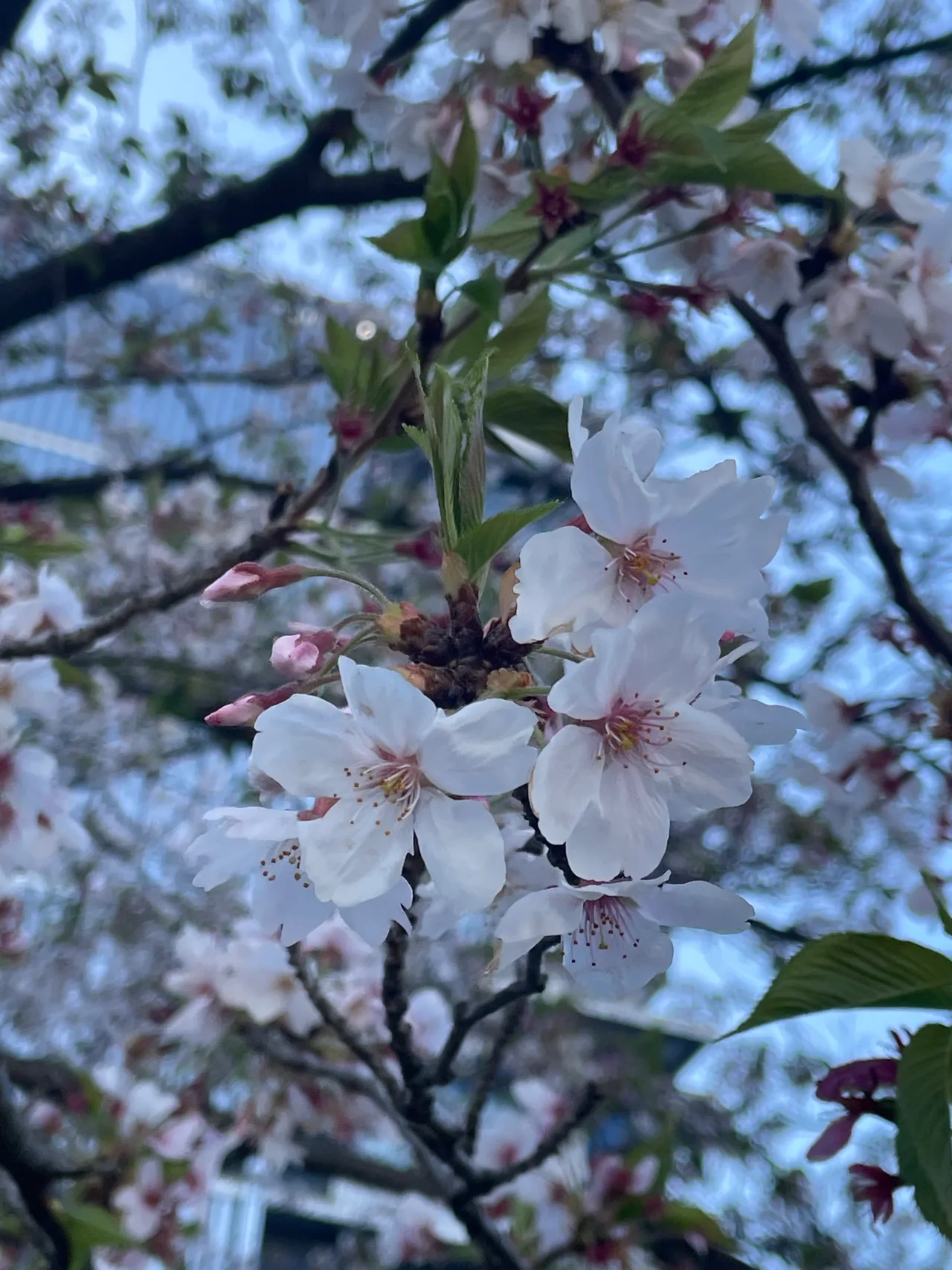 ソメイヨシノ