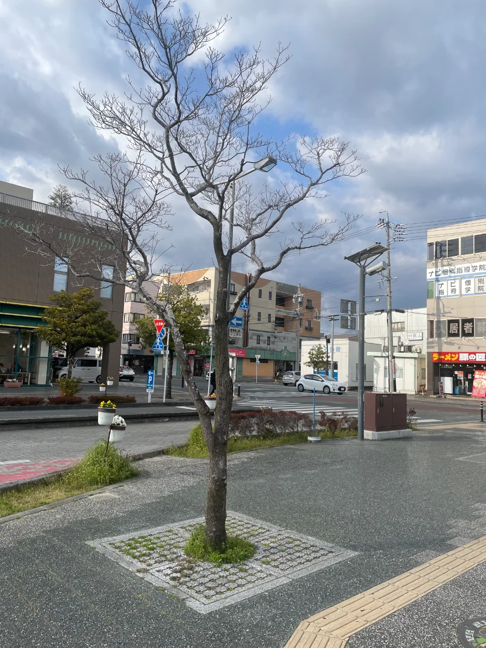 ケヤキ属