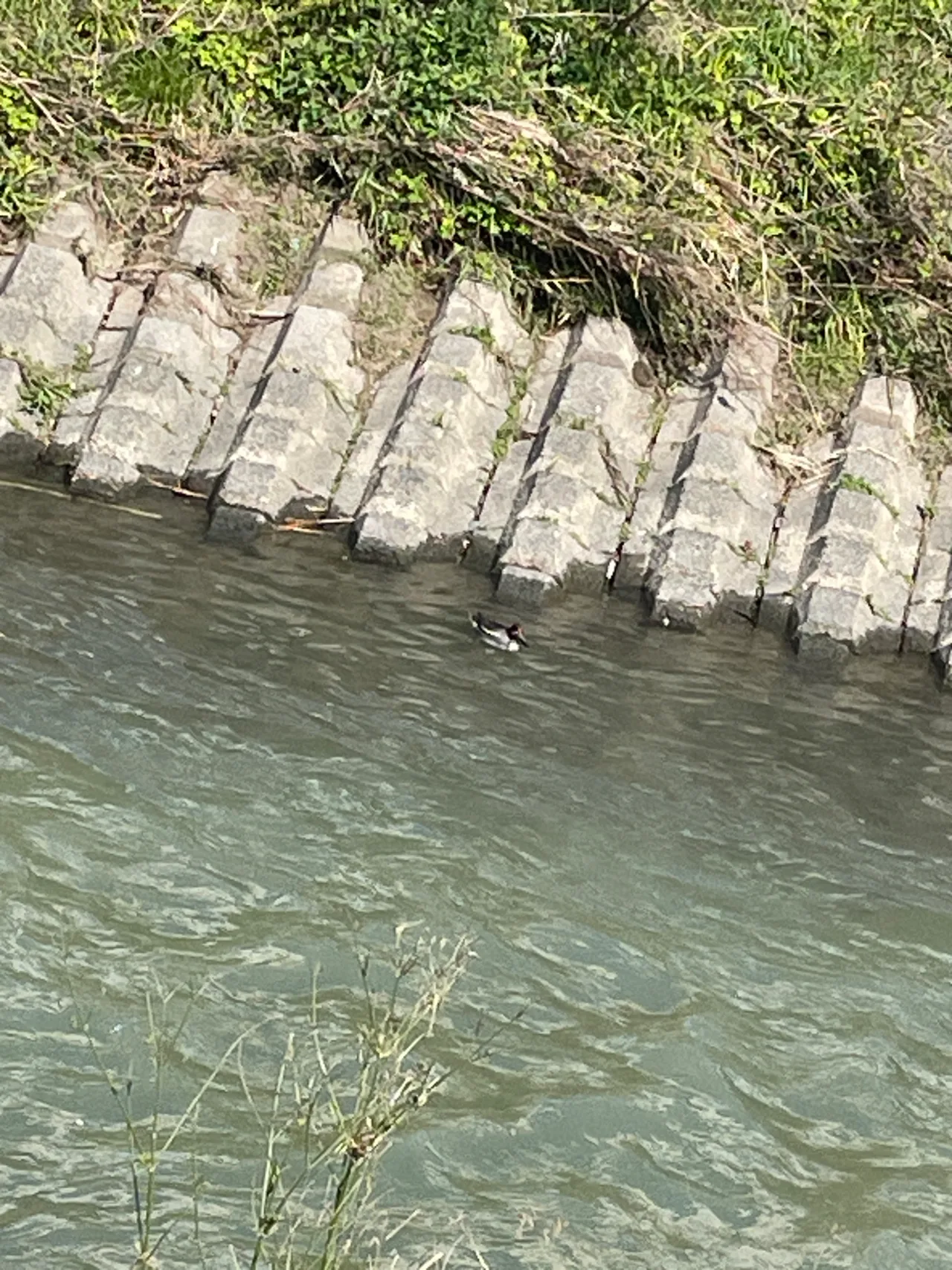 カモ科