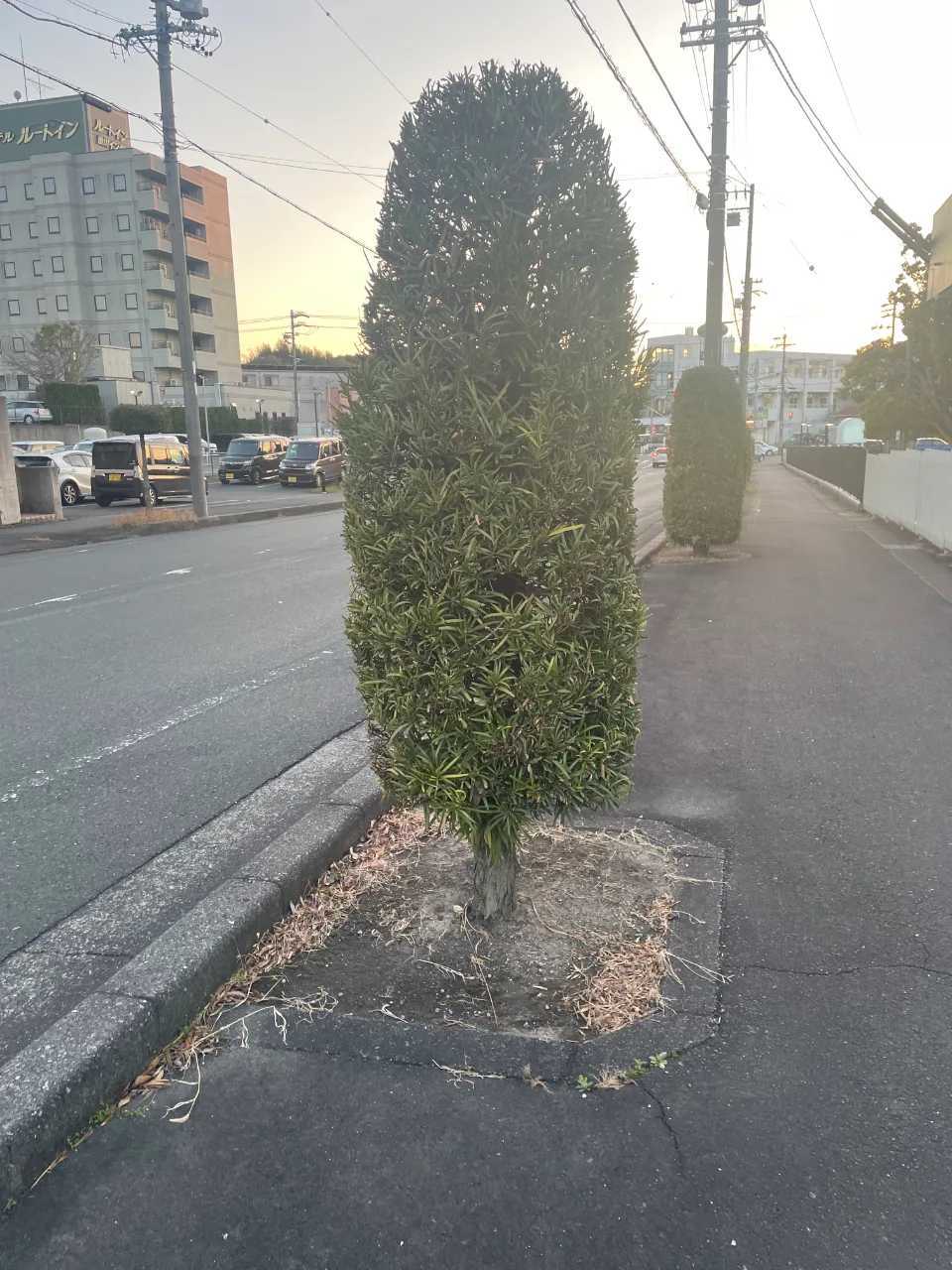 イヌマキ