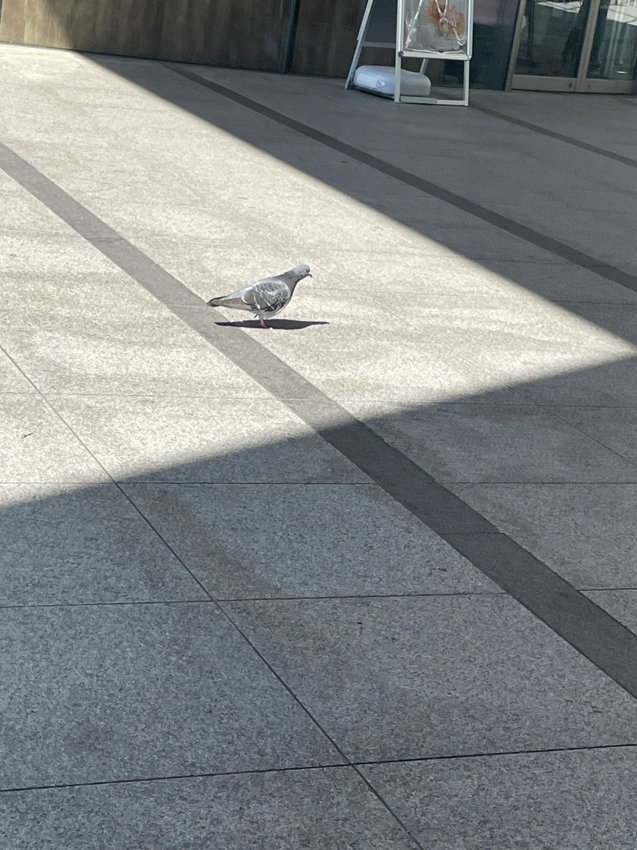 カワラバト