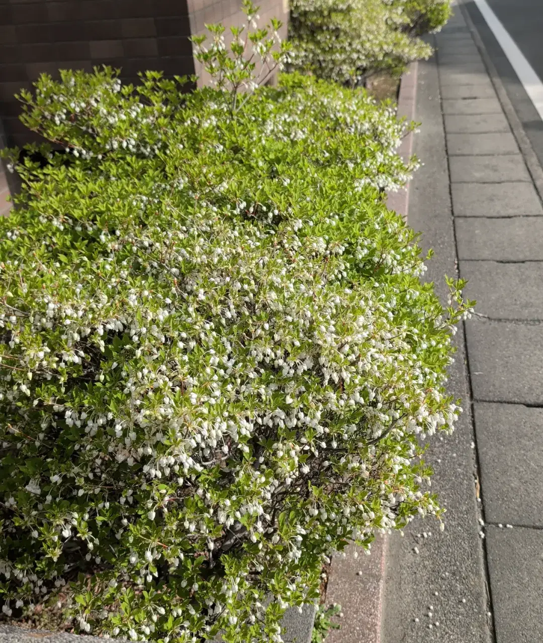 ドウダンツツジ