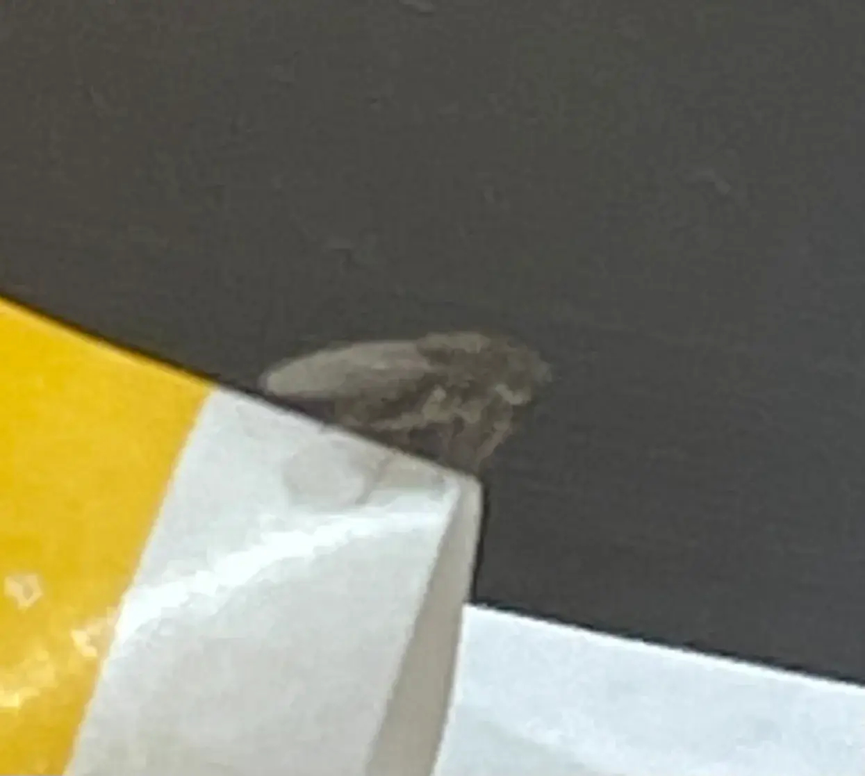 ショウジョウバエ科