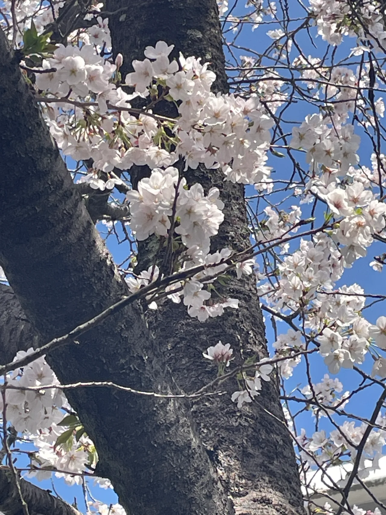 ソメイヨシノ