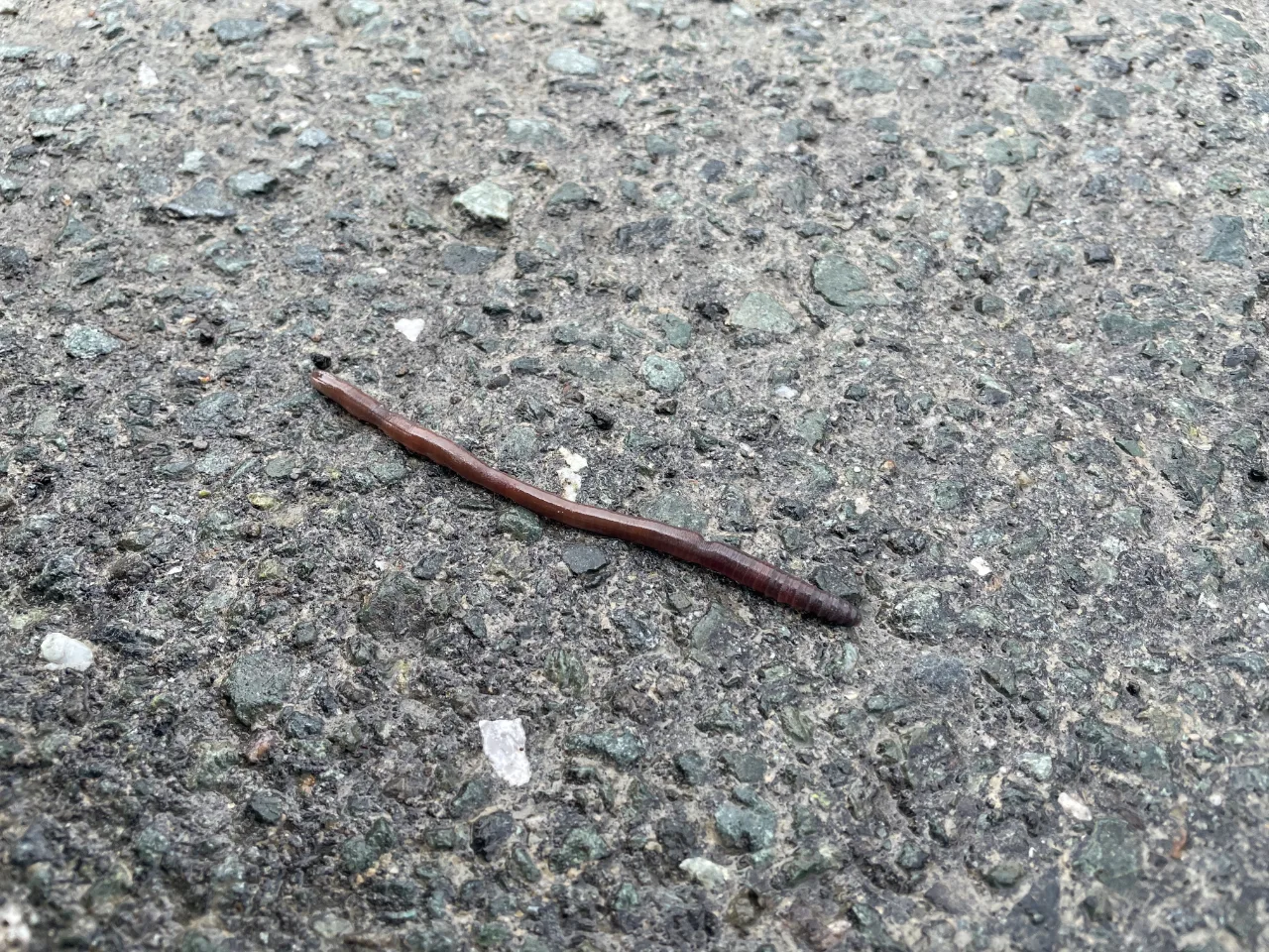 フトミミズ科