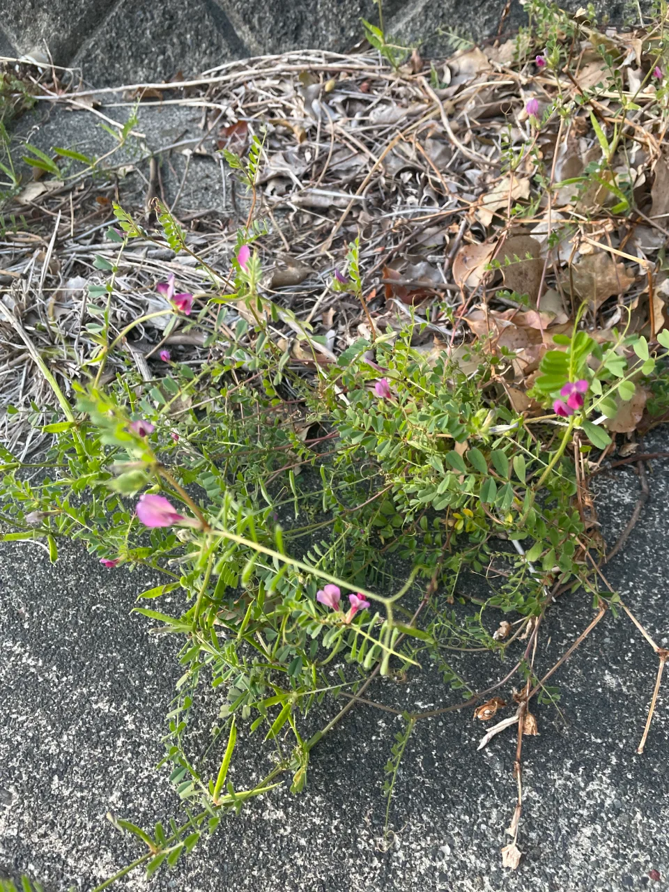カラスノエンドウ