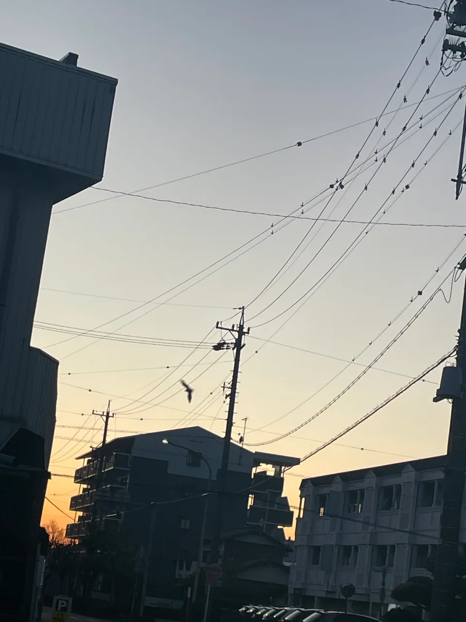 コウモリ目