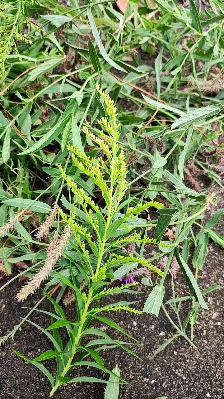 植物界