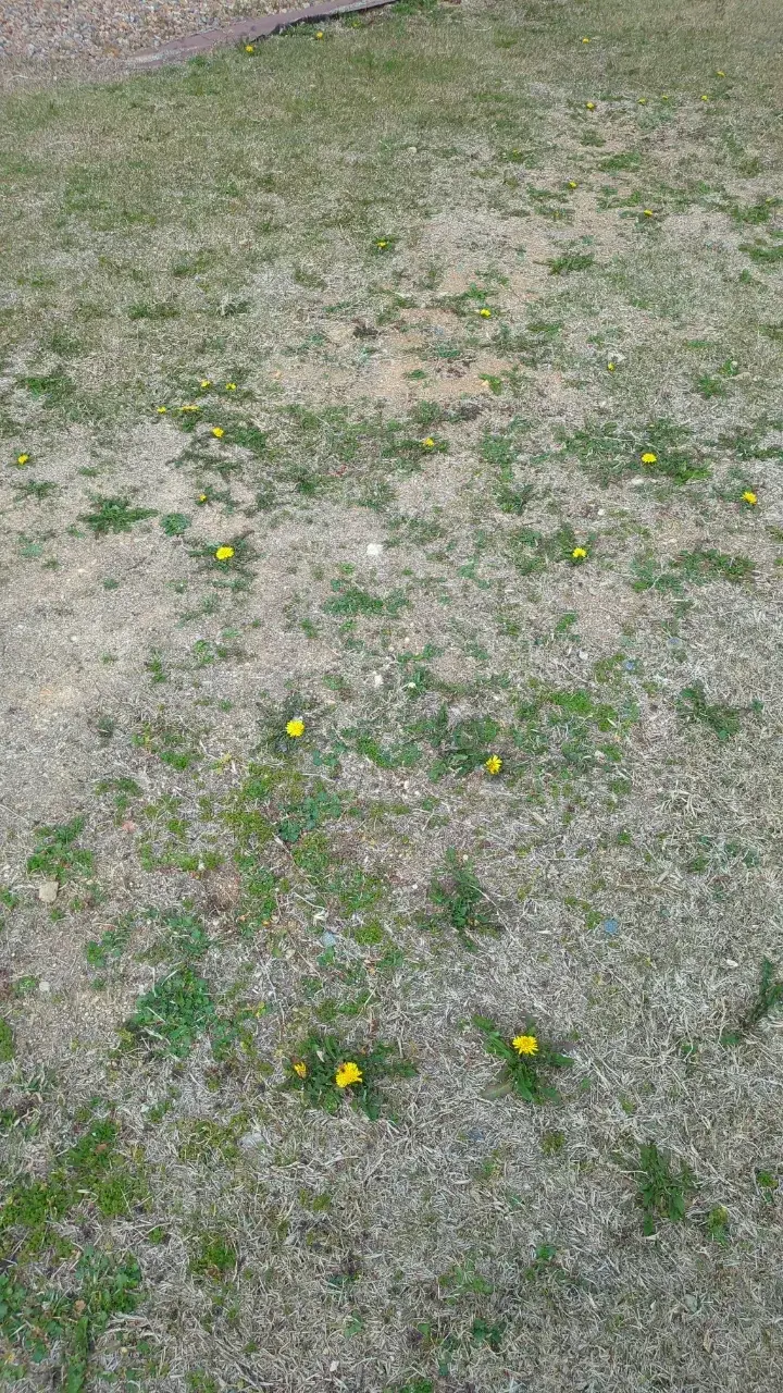 セイヨウタンポポ