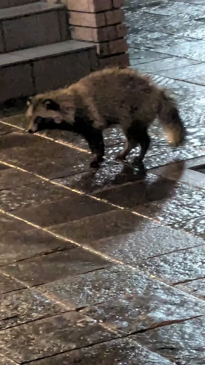 タヌキ