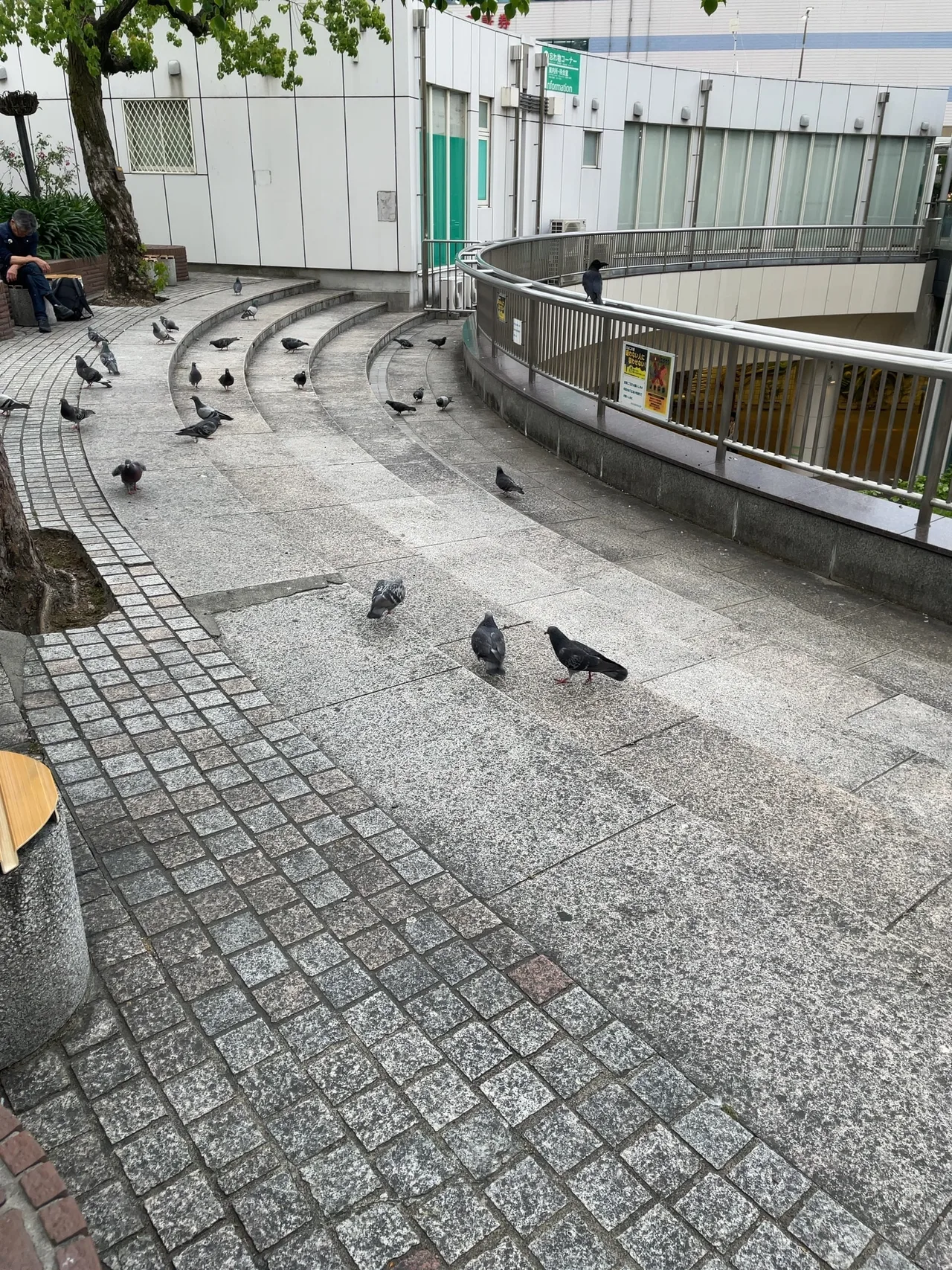 カワラバト