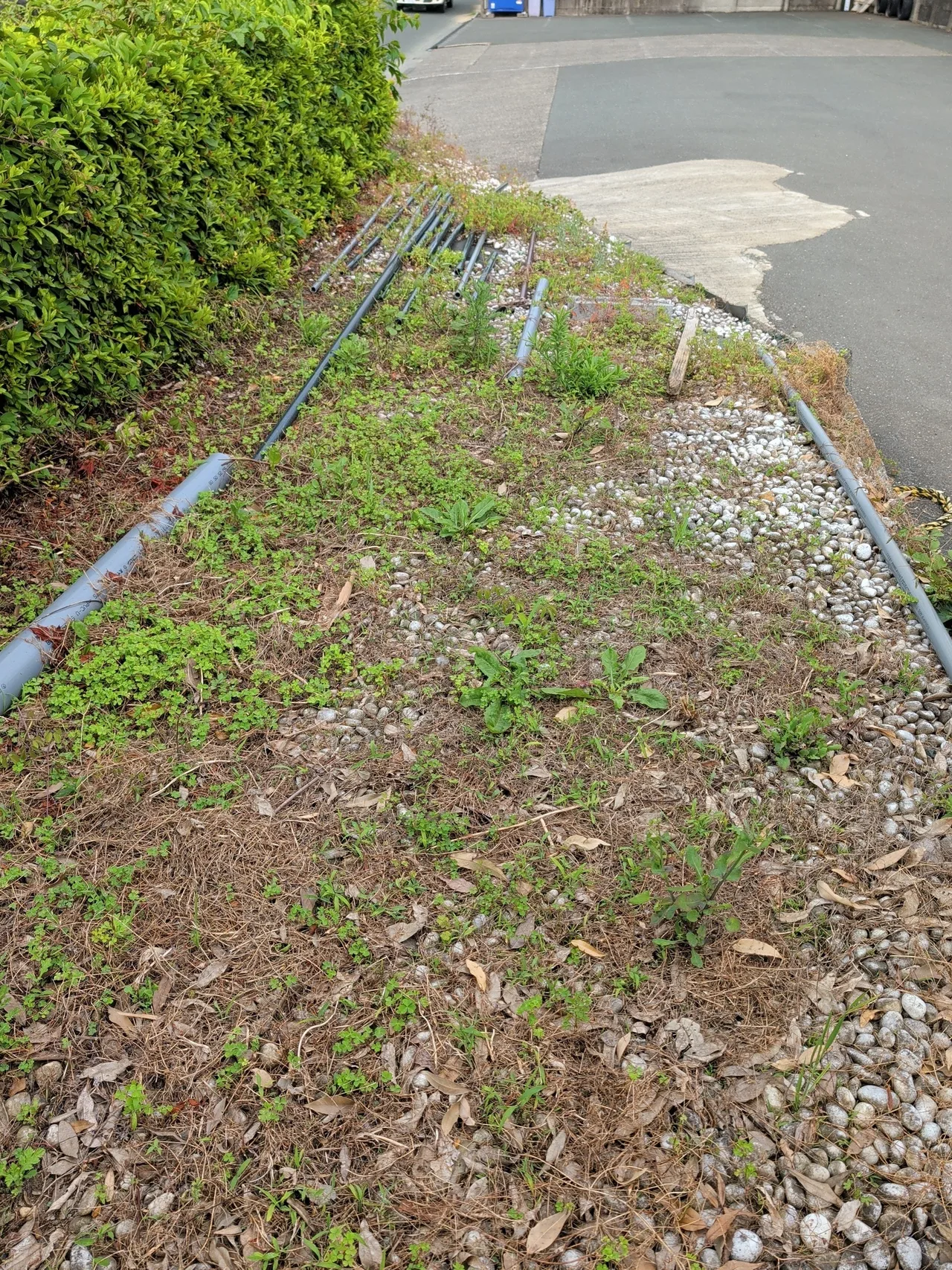 ノゲシ属