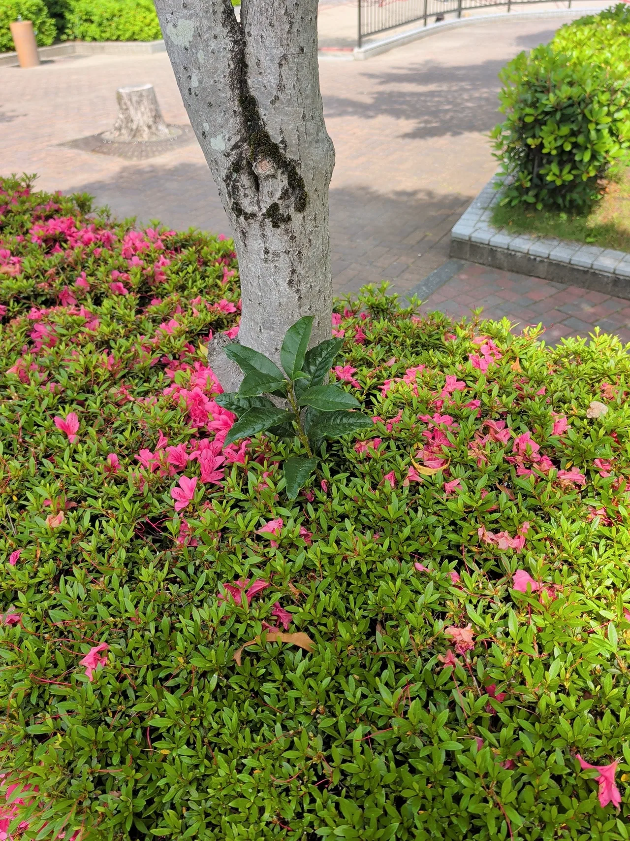 キンモクセイ