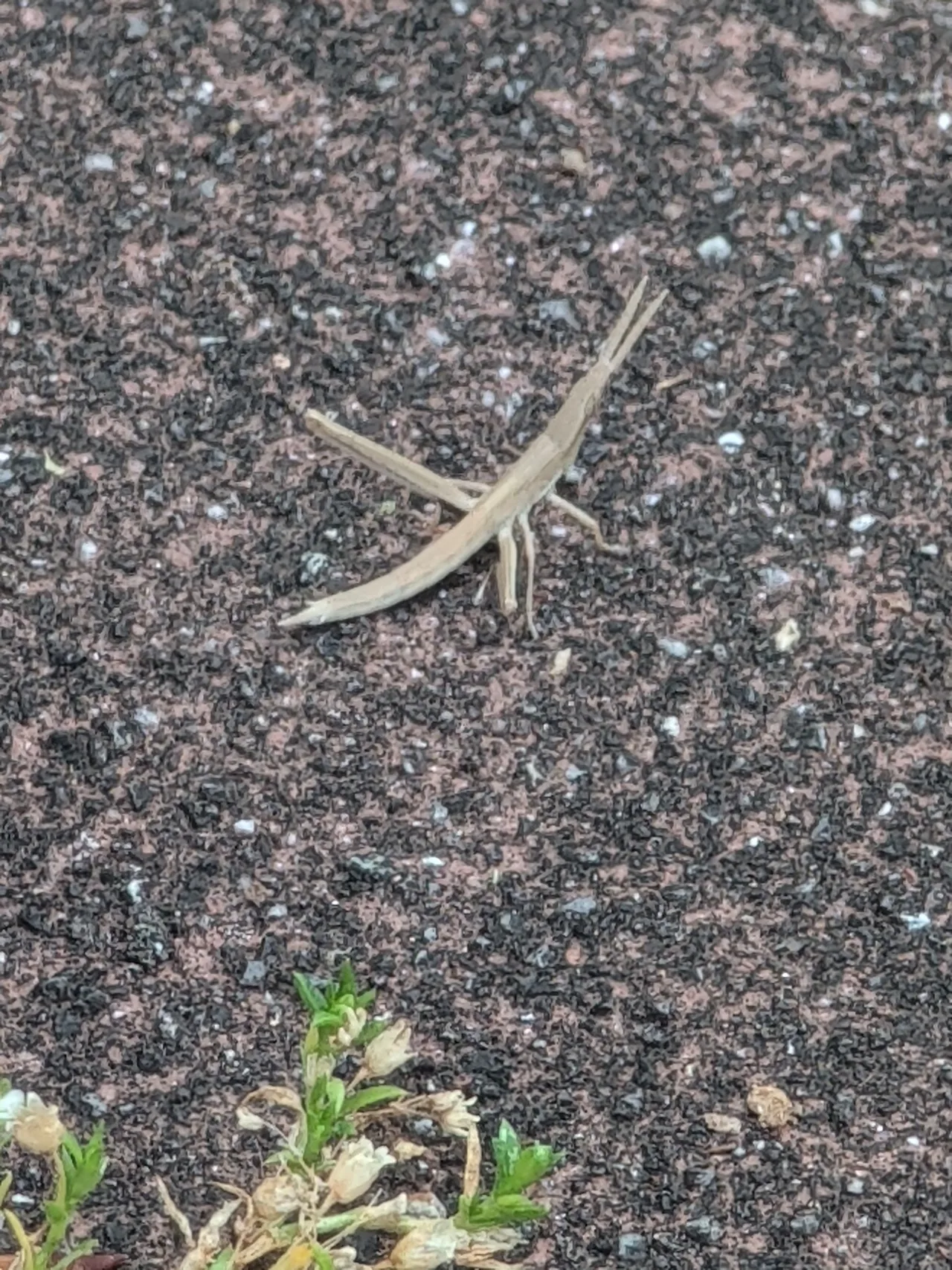 ショウリョウバッタモドキ