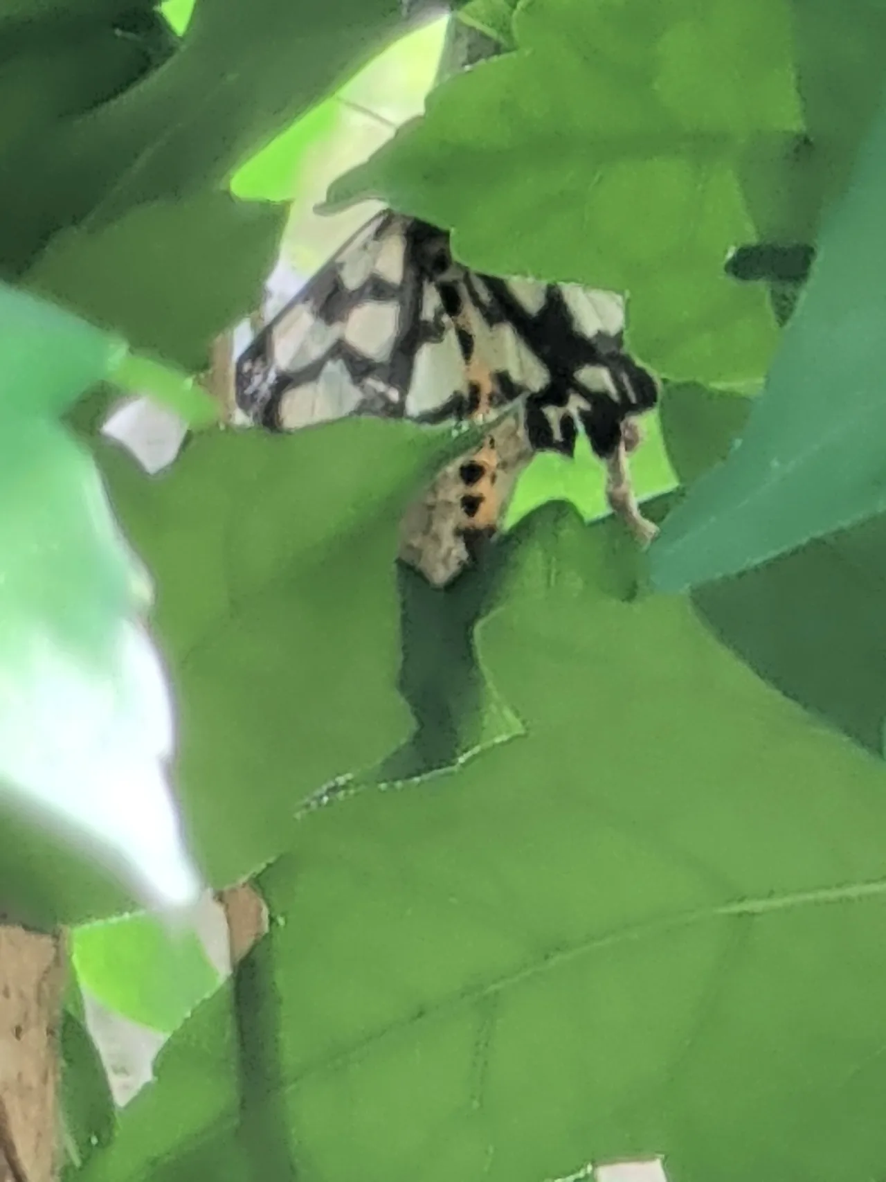 キハラゴマダラヒトリ