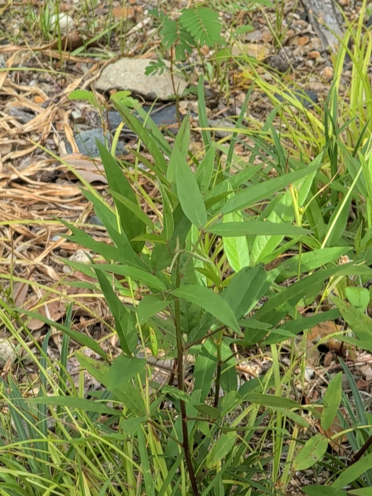 マメ科植物の一種
