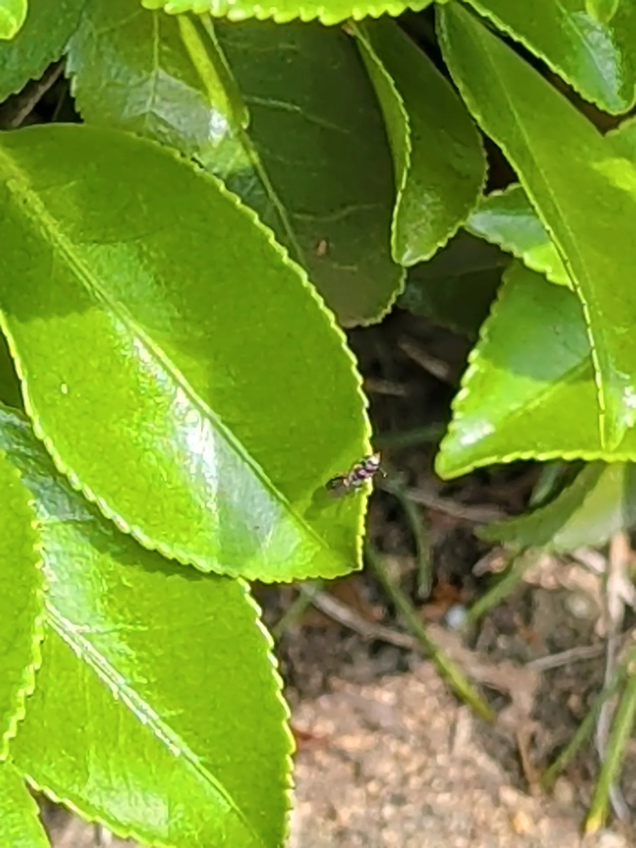 ハチ目（膜翅目）の仲間