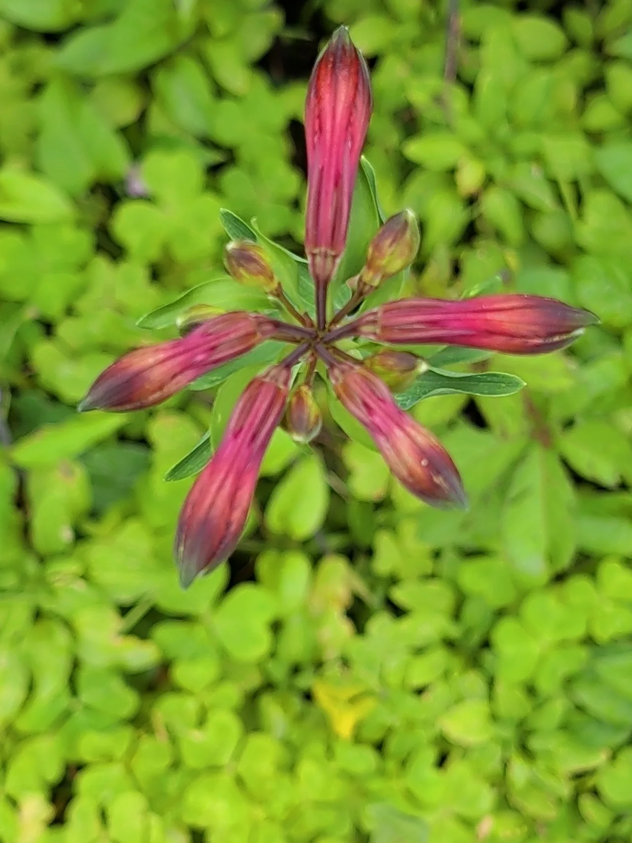 Alstroemeria属の一種
