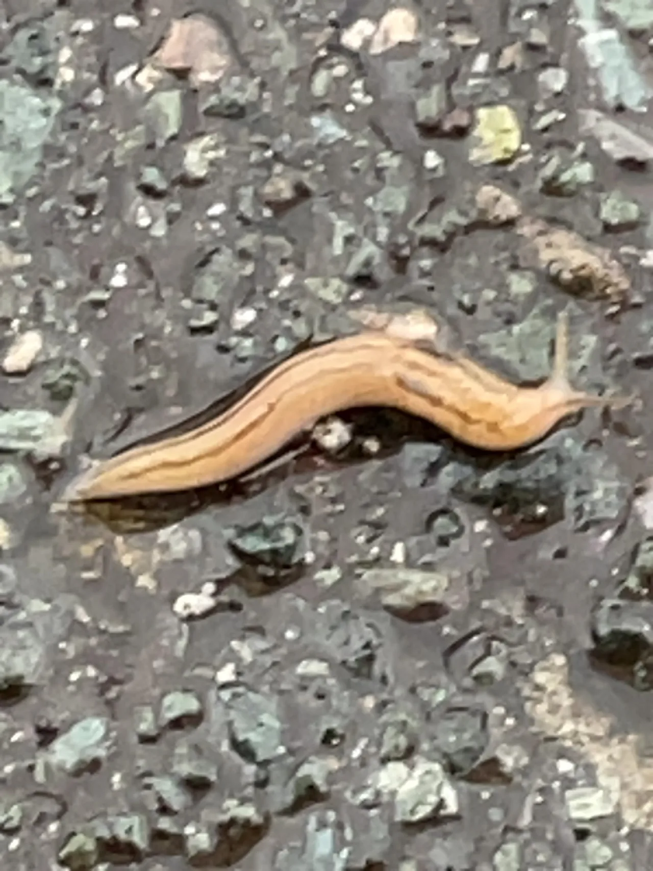 コウガイビル科