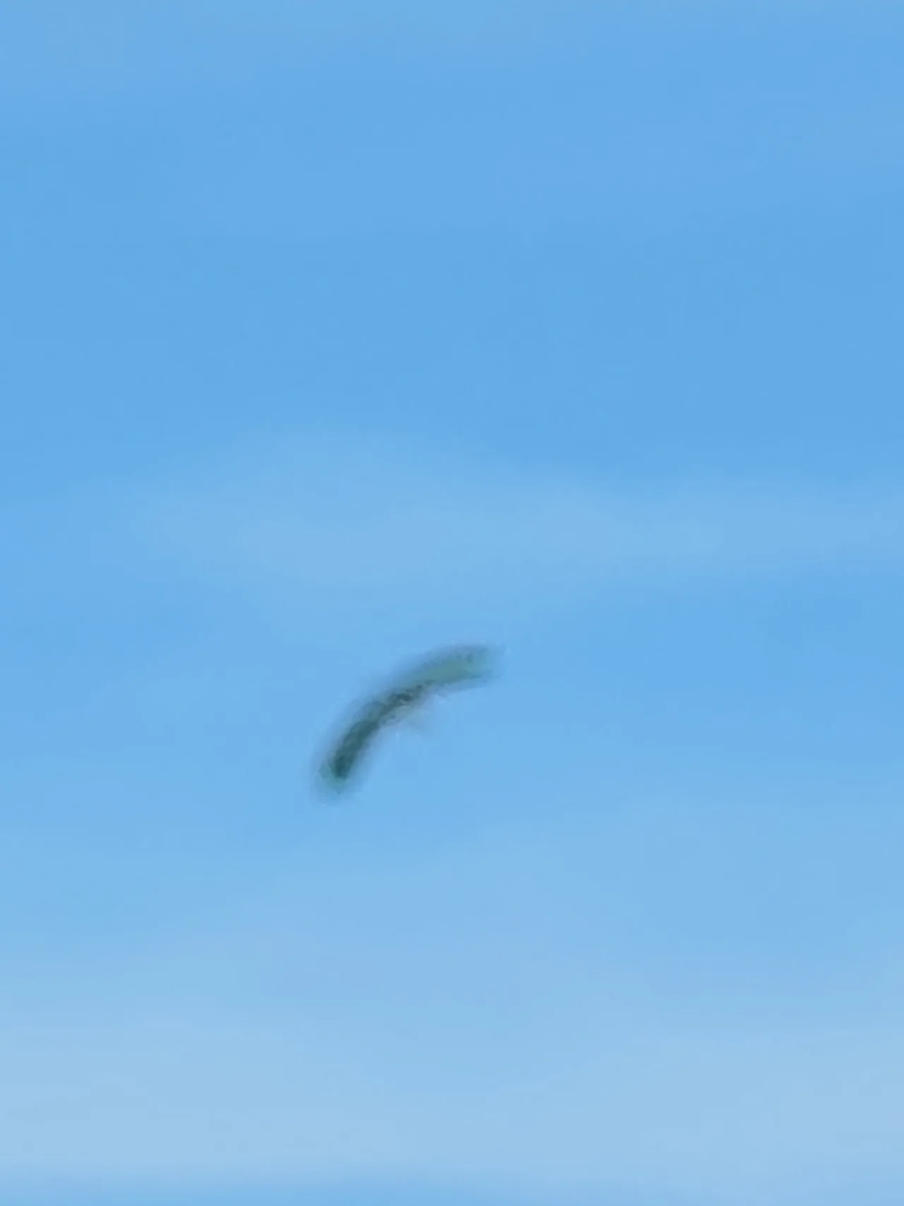 タカ科