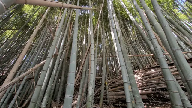 モウソウチク