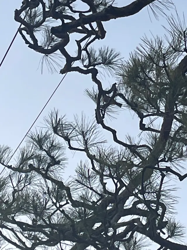 スズメ科