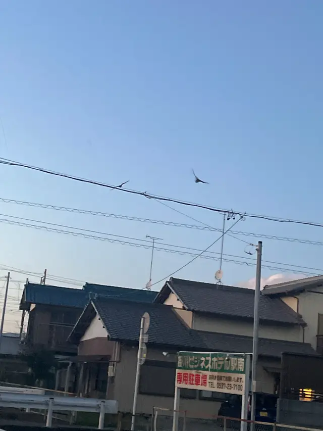 コウモリ目