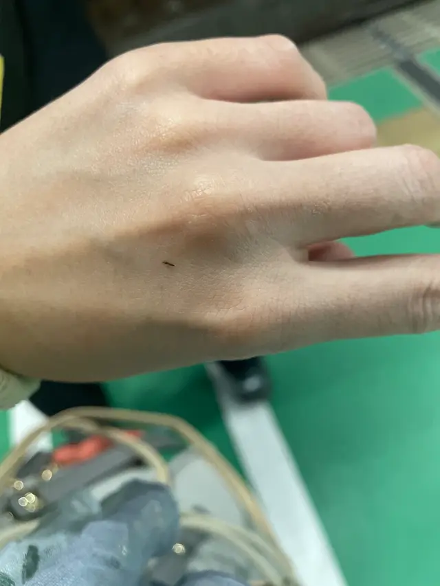 ナガカメムシ科