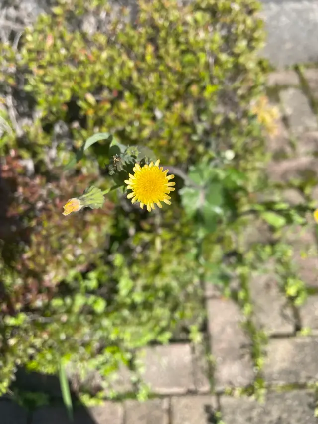 ノゲシ属