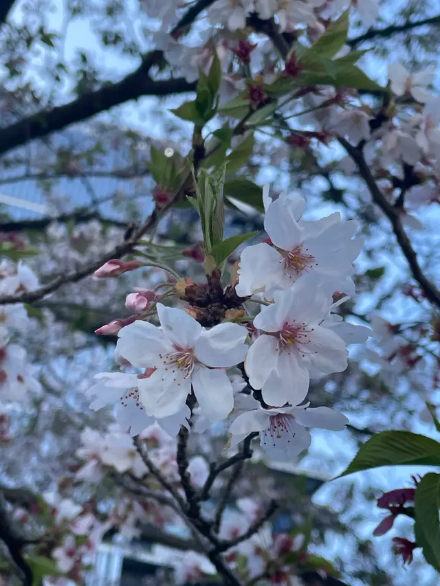 ソメイヨシノ