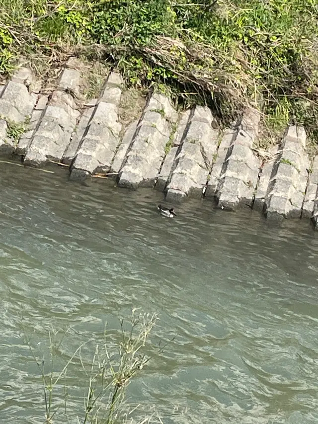 カモ科