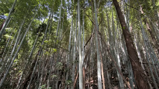 イネ科