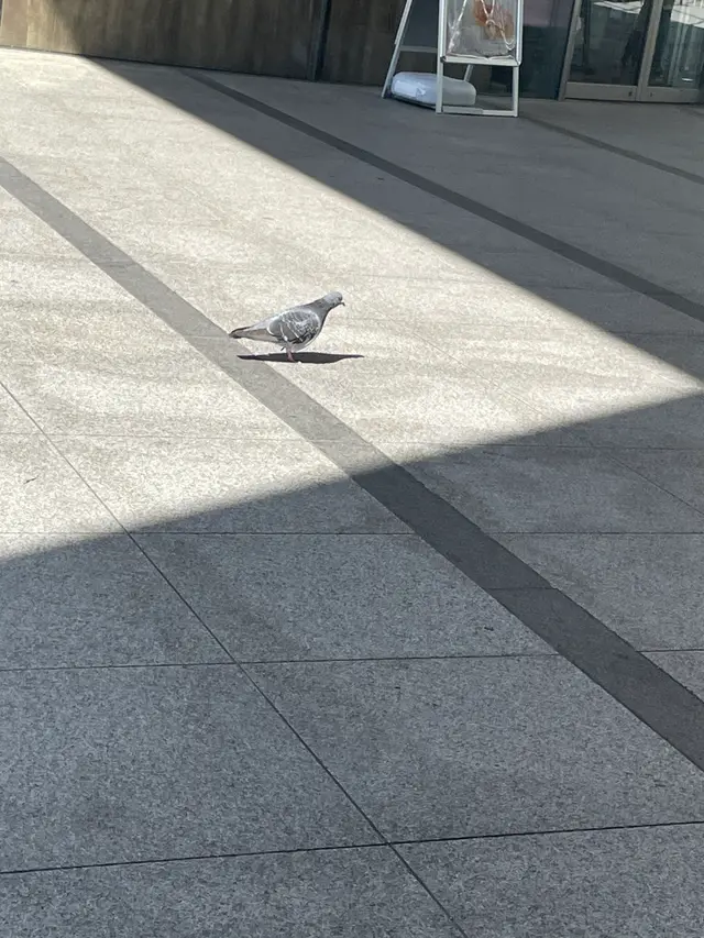 カワラバト