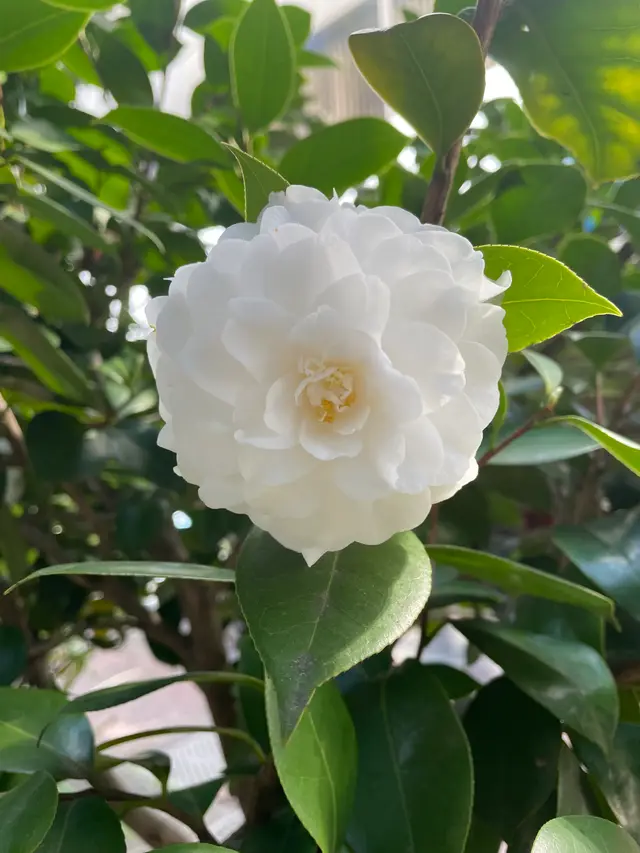 ツバキ（園芸品種）