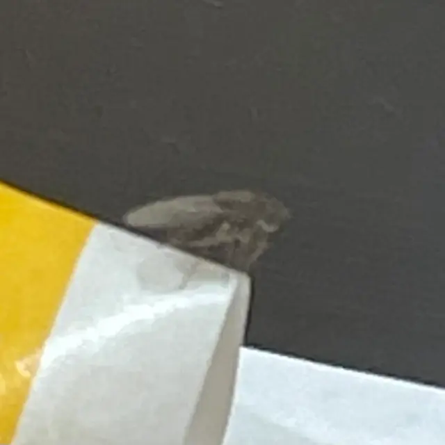 ショウジョウバエ科