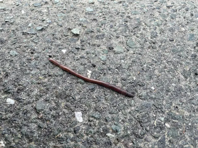 フトミミズ科
