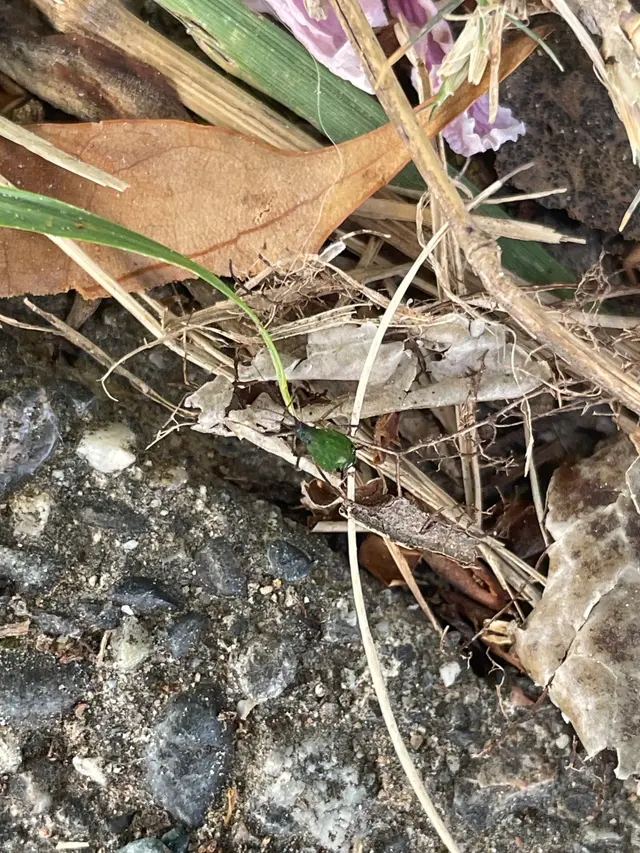 ハムシ科