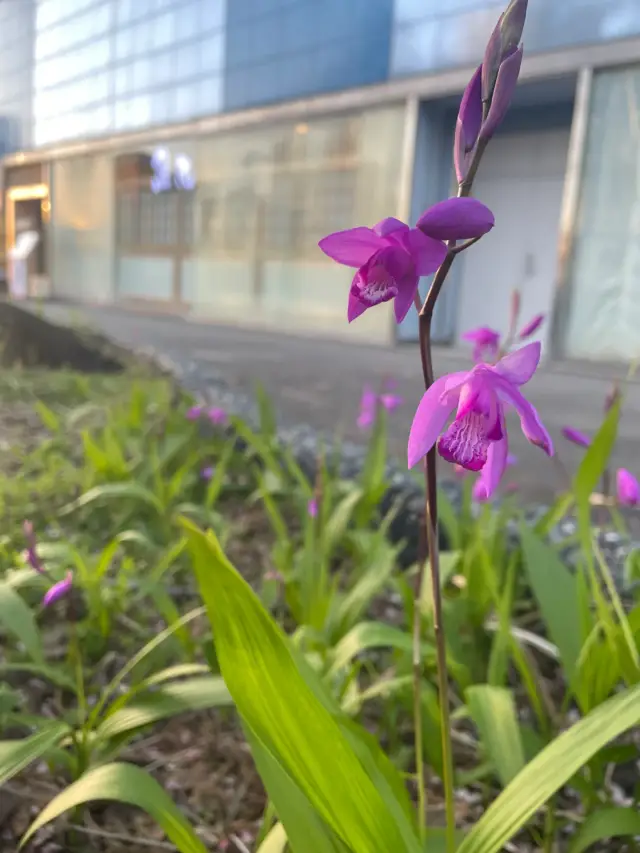 シラン