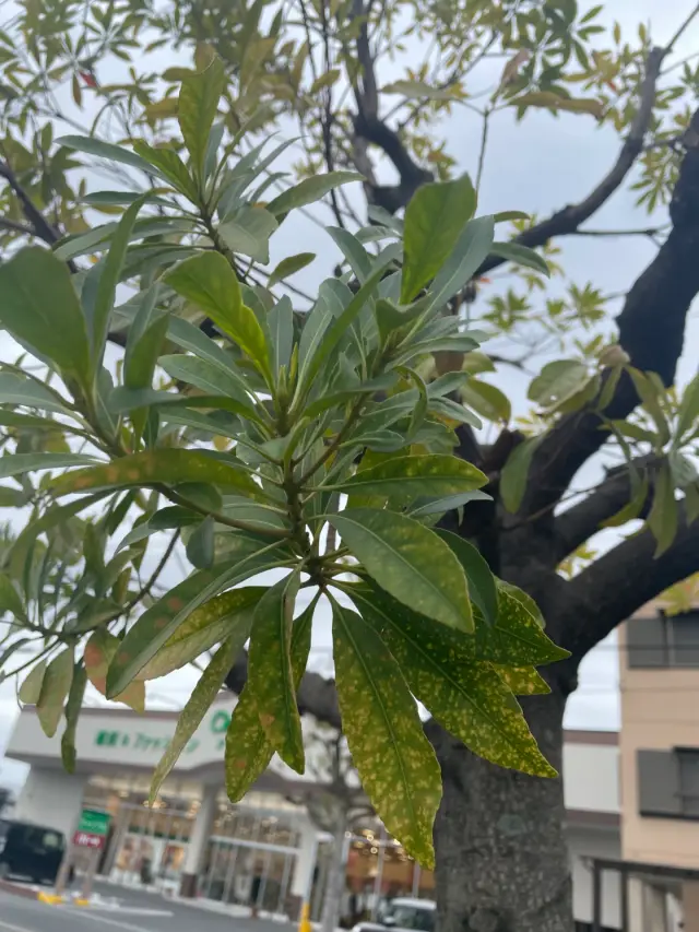 ソヨゴ