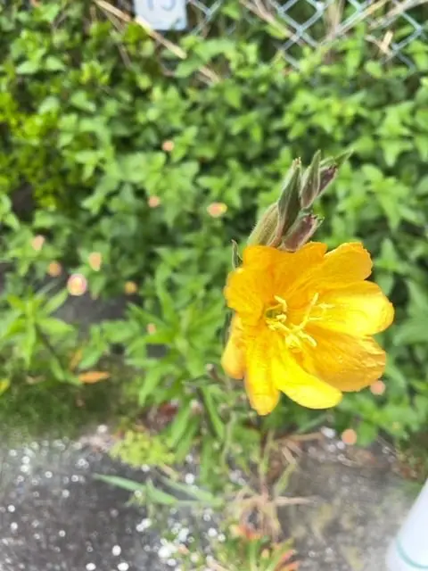 オオマツヨイグサ