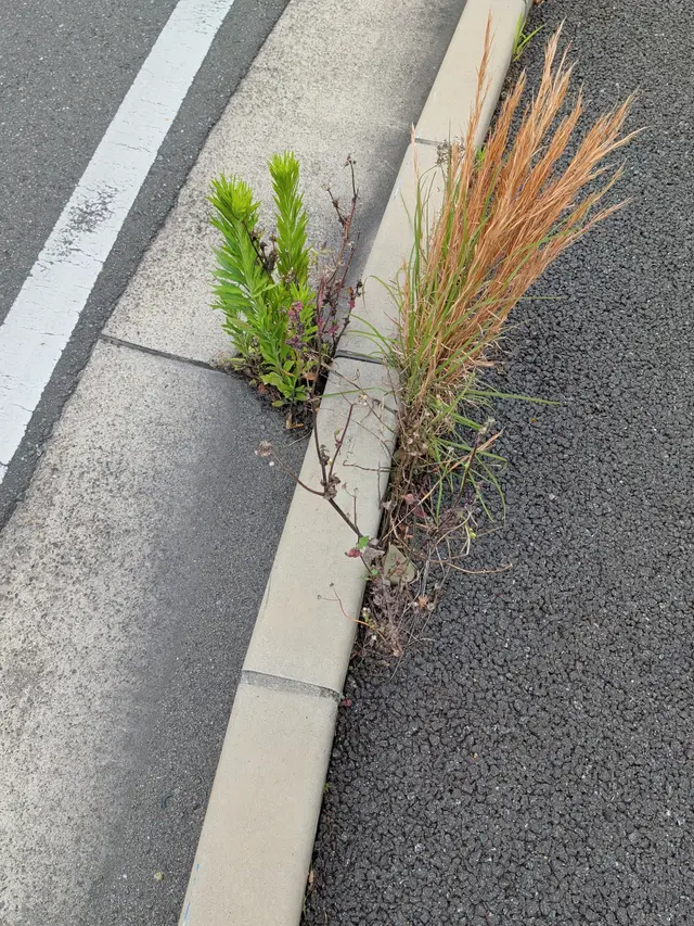 イネ科の一種