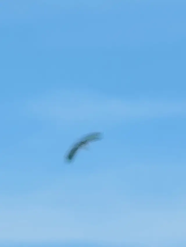 タカ科