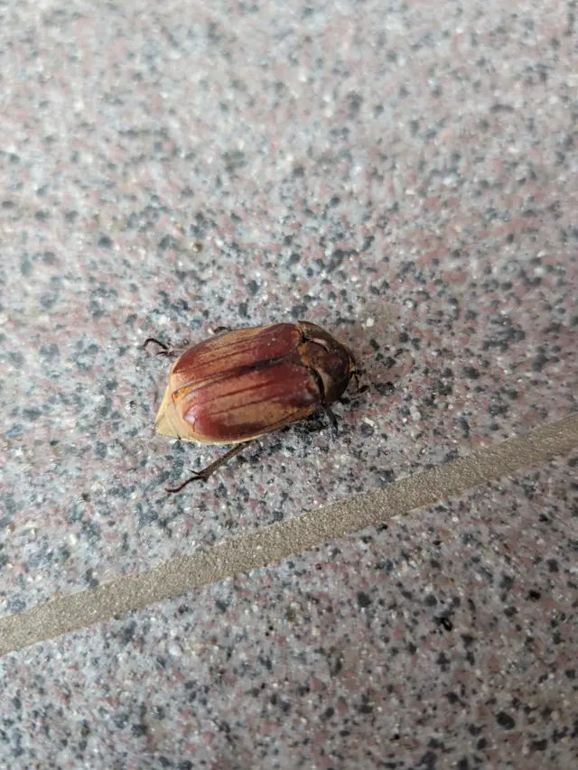 コガネムシ科