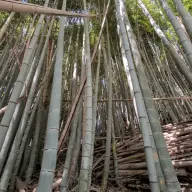 モウソウチク