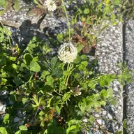 同定待ち